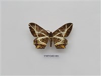 藏品(尺蛾228)的圖片